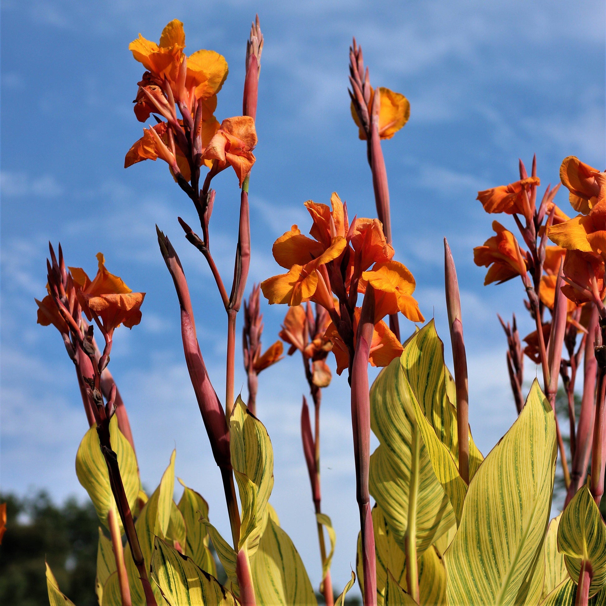 bengal tiger canna lily bulbs Deep Orange Flowering Cannas for Sale