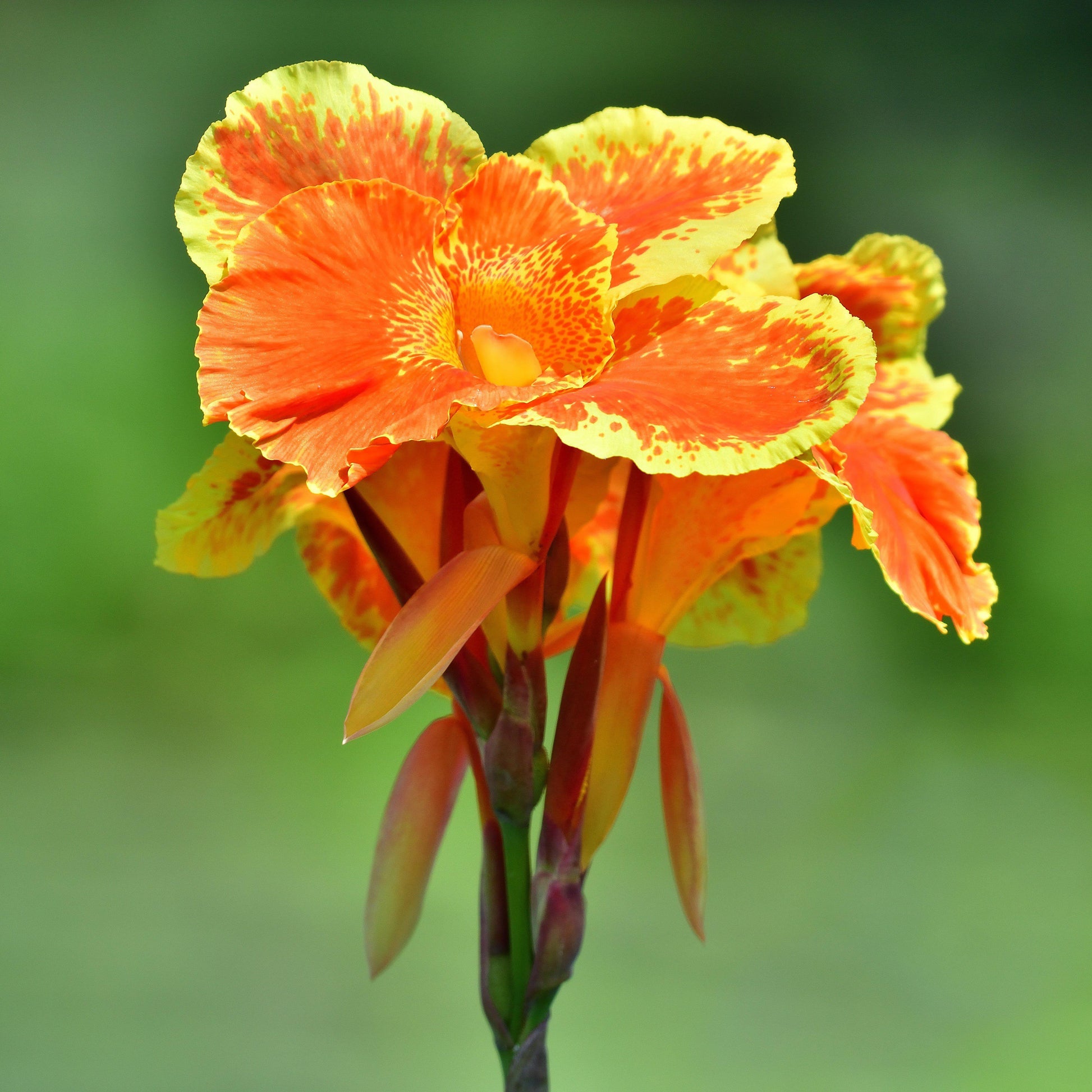 canna lily bengal tiger Deep Orange Flowering Cannas for Sale