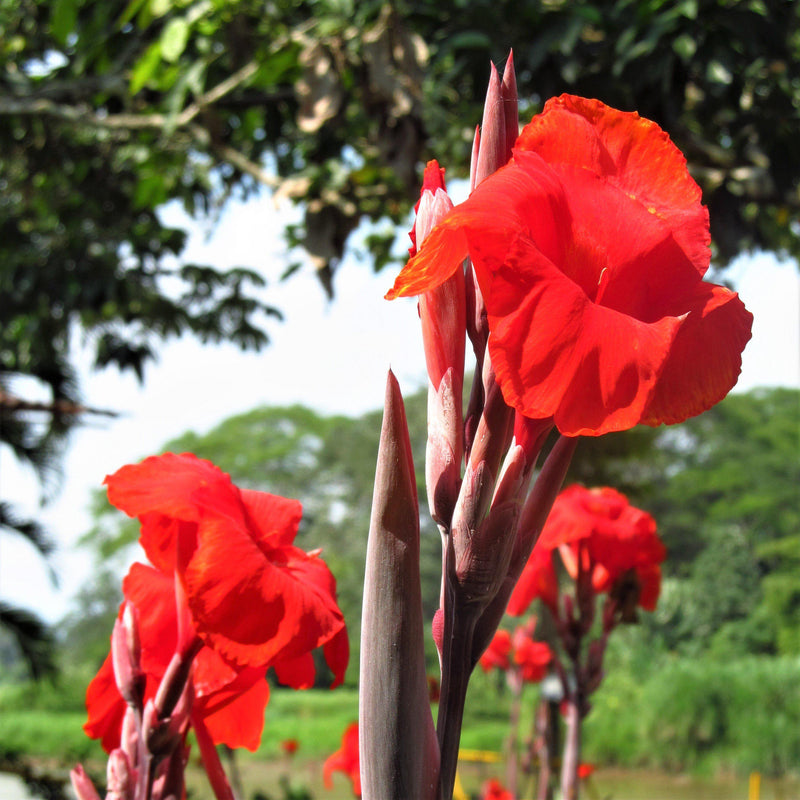 red canna blooms