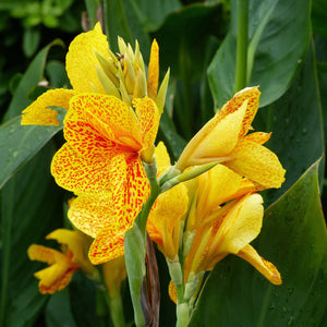 yellow freckled canna