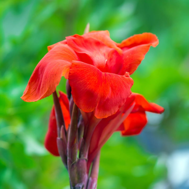 Luscious Red Canna 