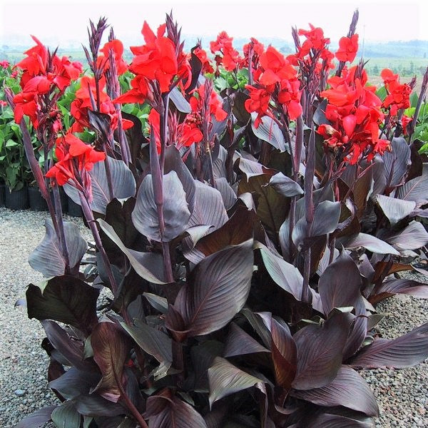 tropicanna black plants with red blooms