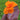 orange tropicanna bloom