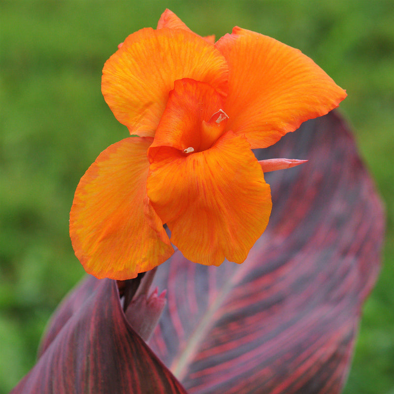 orange tropicanna bloom