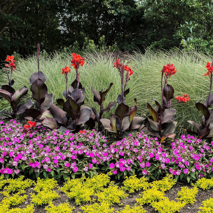 row of canna tropicanna black plants in botanical garden
