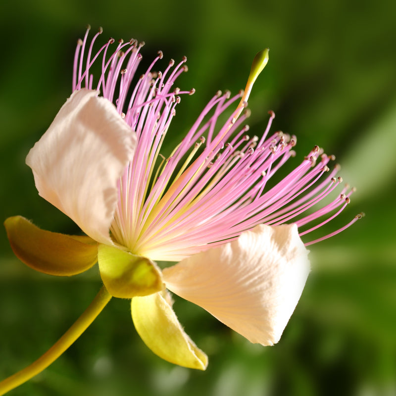 Caper bush flower