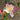 Closeup of Caper bush flower