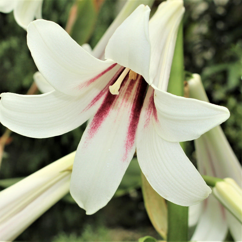 Giant Himalayan Lily