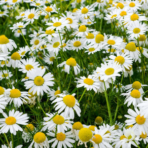 blooming chamomile