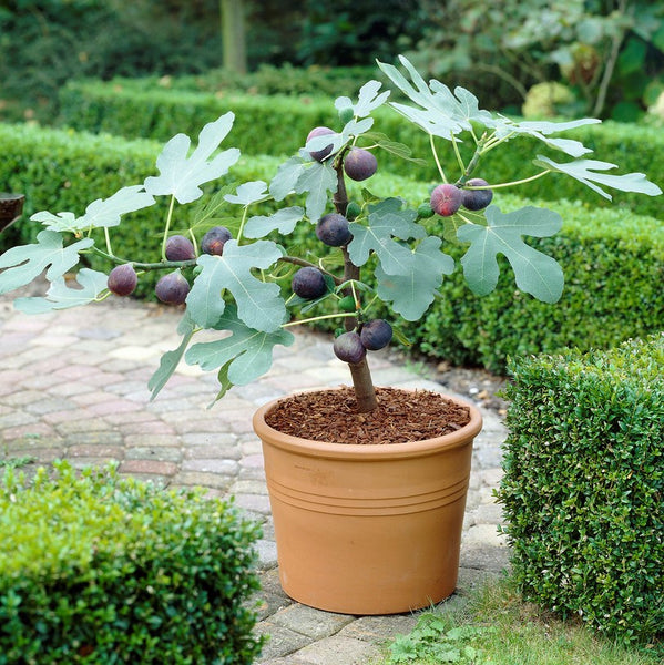 Chicago Hardy Potted Fig Tree - Ficus Carica 2 Pack – Easy To Grow