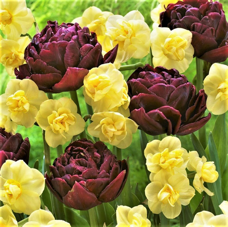 A dramatic mix of maroon Tulip blooms and buttery yellow Daffodils