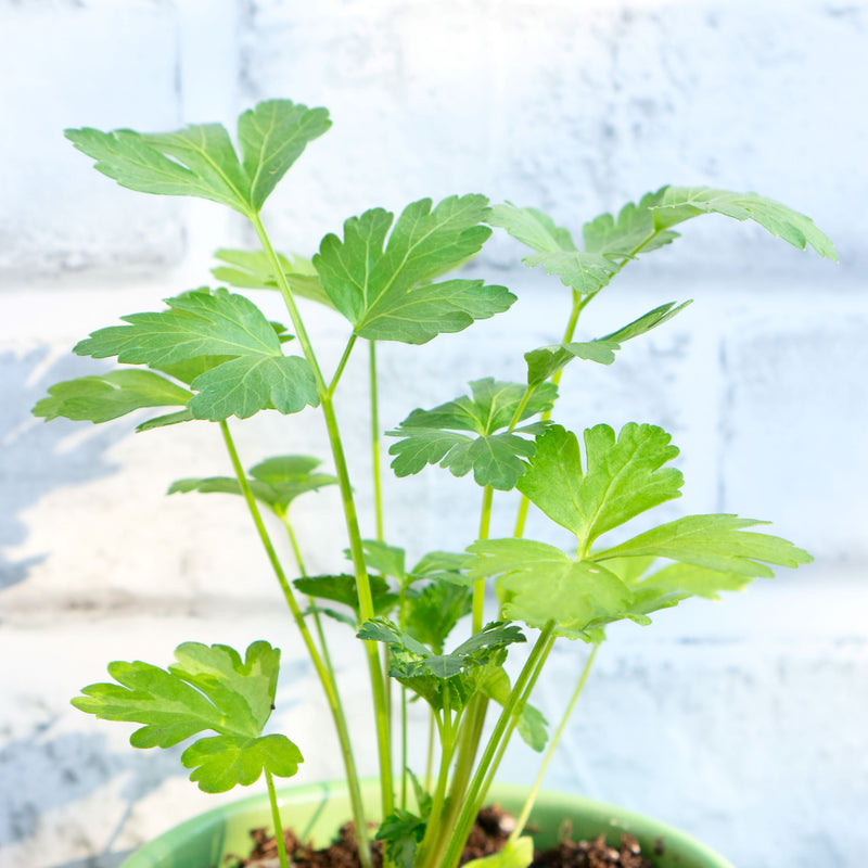 Cilantro Coriander growing in a pot