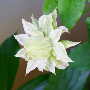 Clematis Kokonoe White has double white flowers