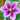 clematis piilu flower