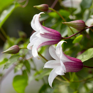 Clematis Princess Kate - delicate white trumpet flowers with pink 