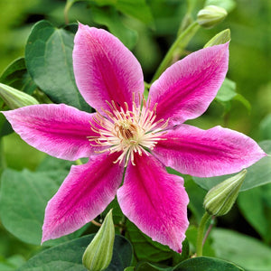 products/Clematis_Dr_Ruppel.VP.jpg