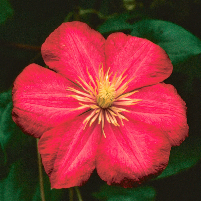 Clematis Ernest Markham flowers closeup