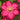 Red Clematis - Ernest Markham Flowers