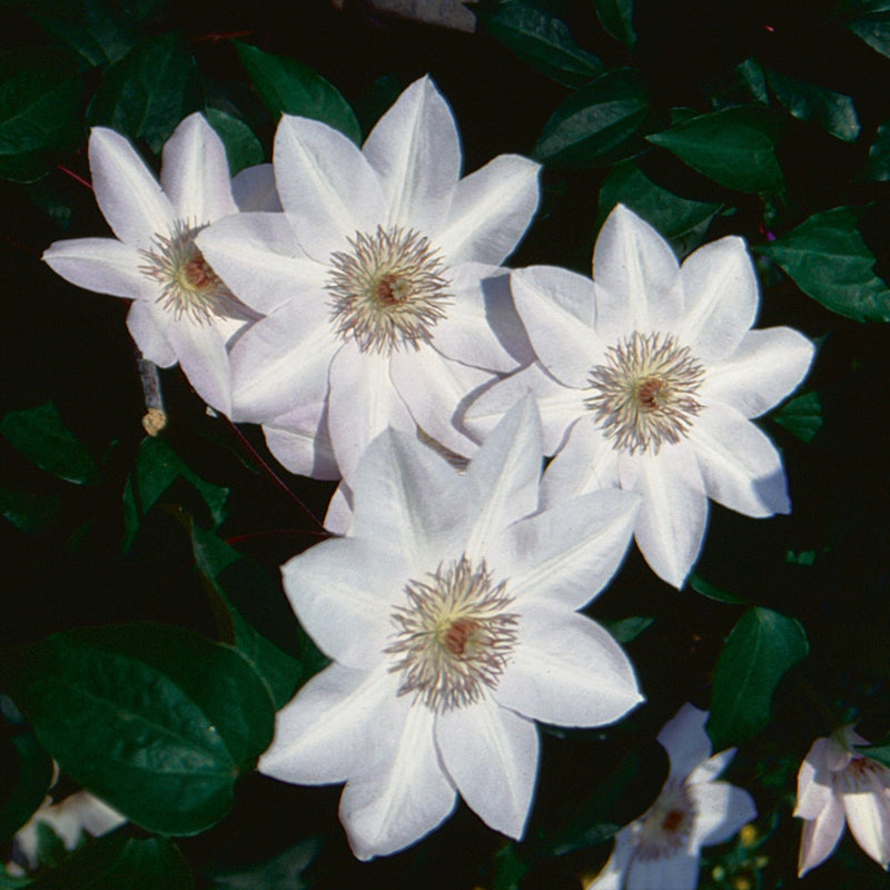 Clematis Henryi Flowers Blooming