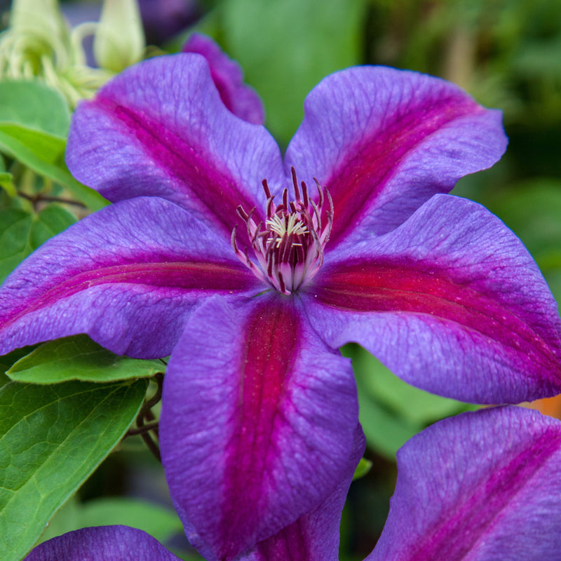 Bold Purple Clematis Bloom