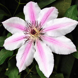 White and Pink Clematis Nelly Moser