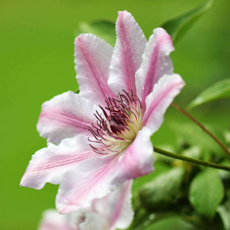 Clematis Nelly Moser Bloom