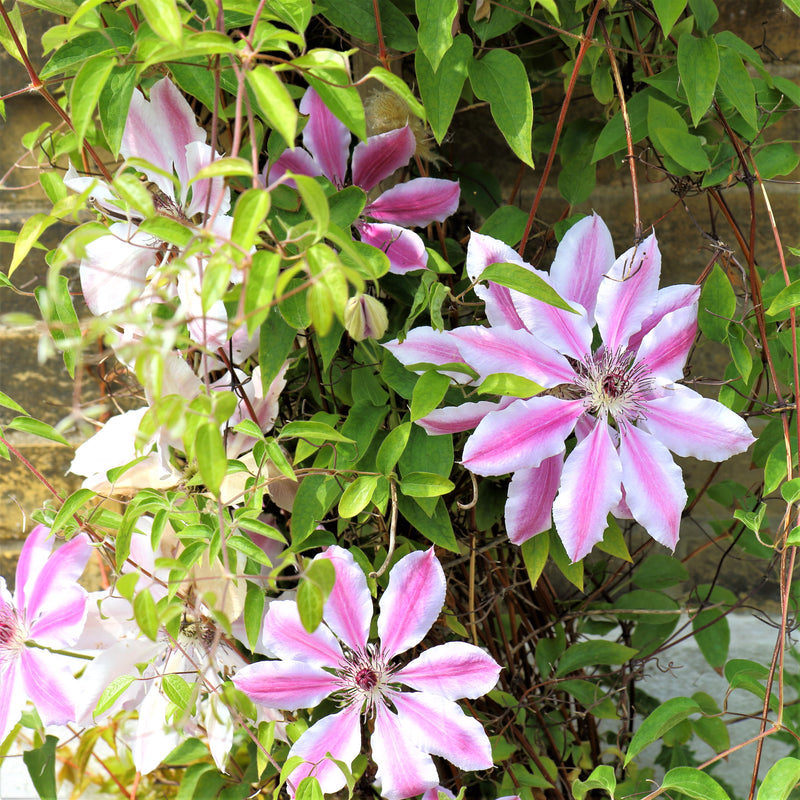 A Multitude of Clematis Nelly Moser Flowers
