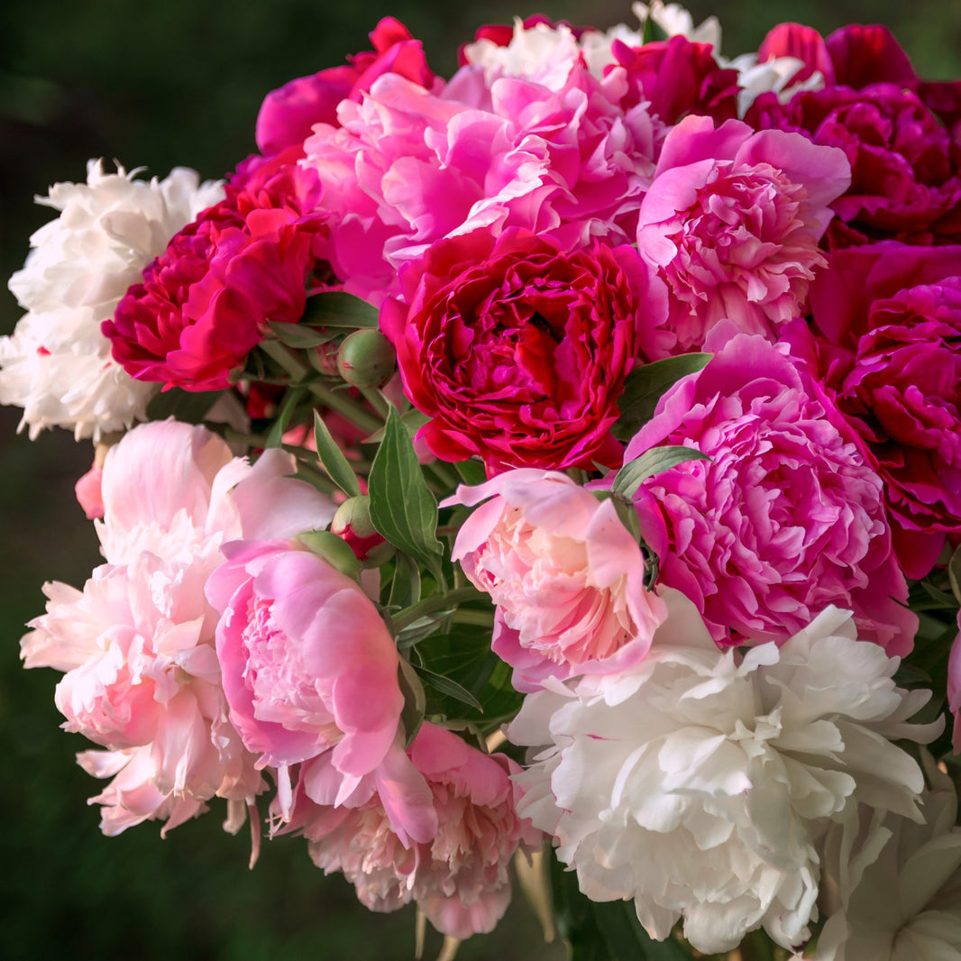 Easy to Grow | Peony Divisions, Fall & Spring Planted Options – Easy To ...