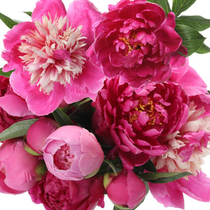 different pink peonies bouquet