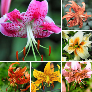 A Carnival of Colors Appear in this Collage of Mixed Tiger Lilies