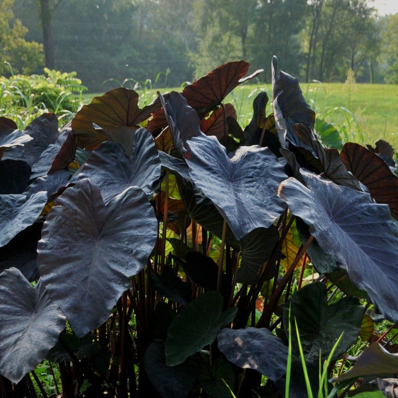 Colocasia Black Sapphire - near black leaves with maroon stems