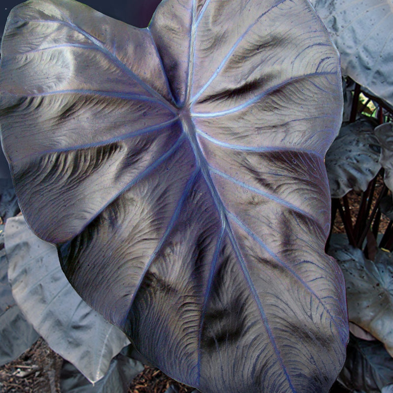 Colocasia Royal Hawaiian Black Coral - Stunning Black Leaves with Blue Veining