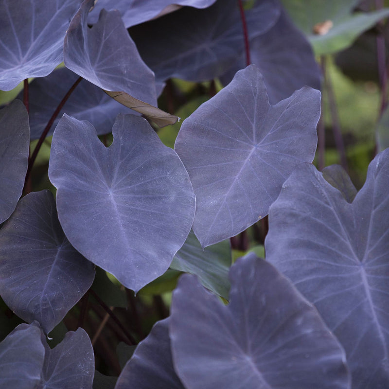 colocasia black magic close up dark purple leaf