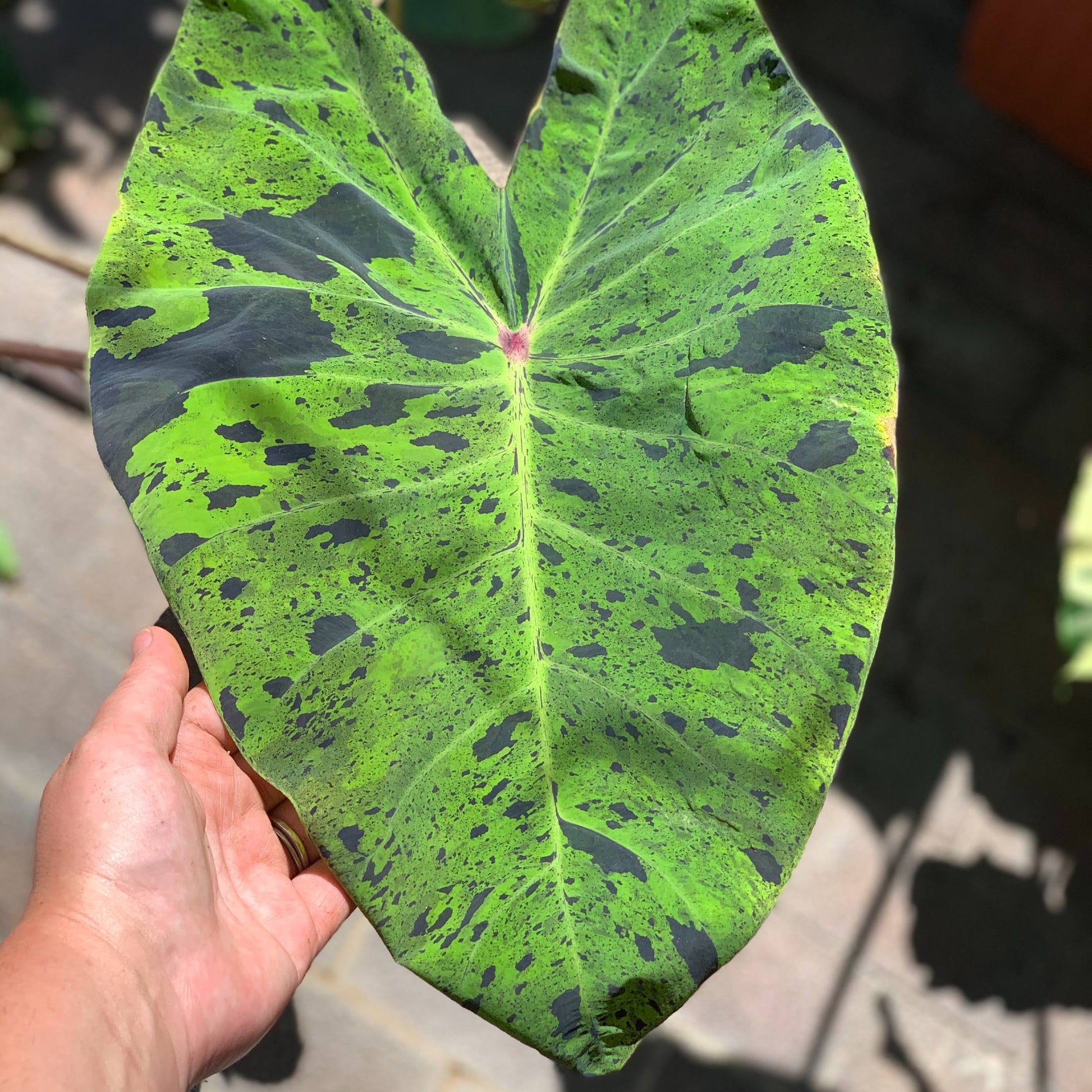 elephant ear plant mojito Chartreuse Green Colocasia Bulbs for Sale