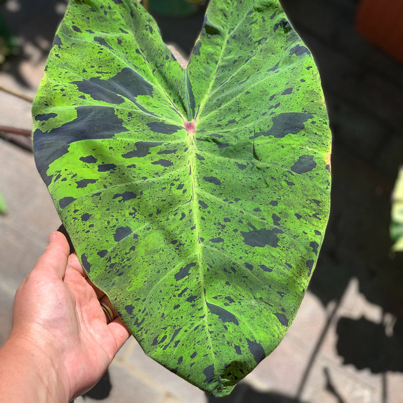 Colocasia Mojito's wide chartreuse green leaves are generously spattered with irregular purple splashes and splotches