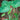 Colocasia esculenta large green foliage