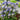 Columbine Earlybird Blue White - lovely bicolor blue and white blooms