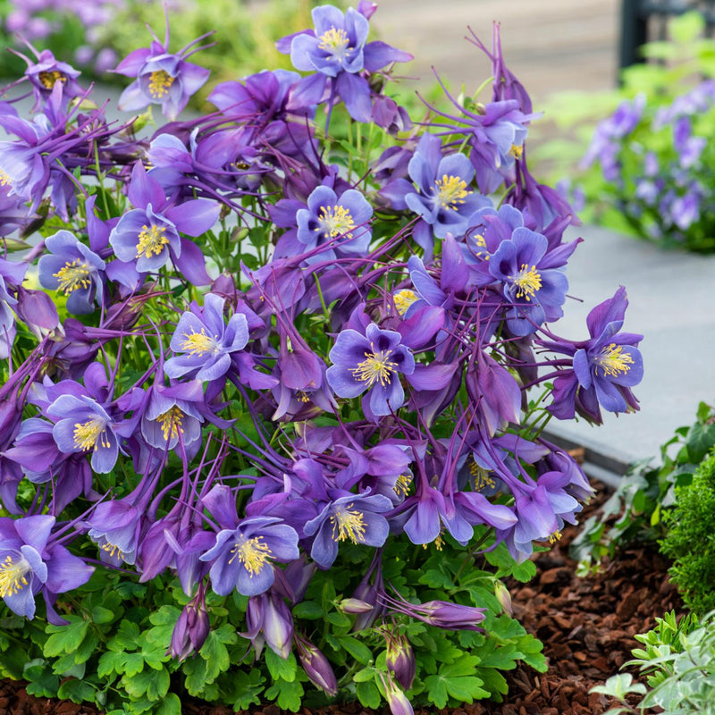 Columbine Earlybird - gorgeous bicolor purple and lavender blue flowers