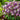 Columbine Earlybird Purple White - purple and white bicolor blooms