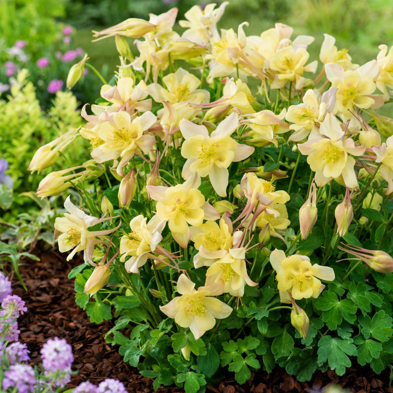Columbine Earlybird Yellow - bright yellow blooms on short stems in Spring to Summer