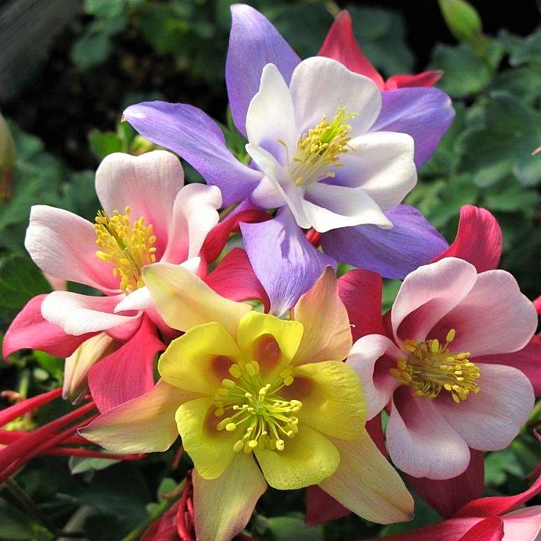 Multicolor columbine flowers