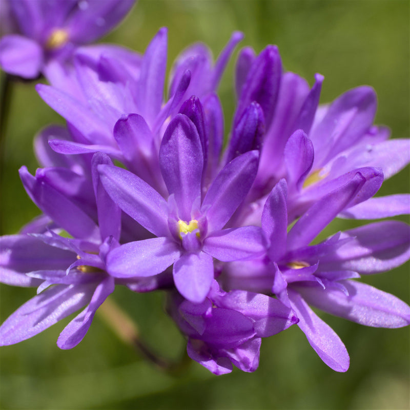 Dichelostemma Congestum Flower