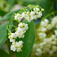 Lily of the Valley - Double White