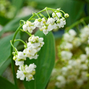 Lily of the Valley Planting Guide – Easy To Grow Bulbs