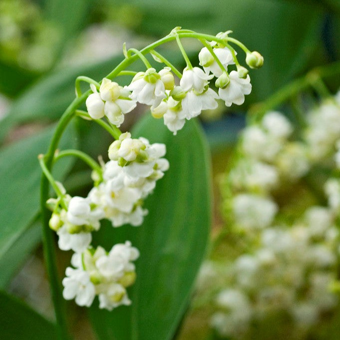 Tiny White Bell-Like Flowers on a Curved, Extending Stem Define Lily of The Valley Prolificans