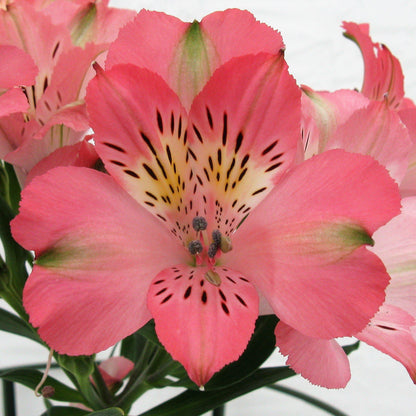 alstroemeria coral pink flower