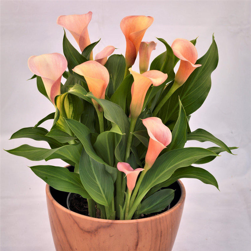 Peach and pink calla lily flowers