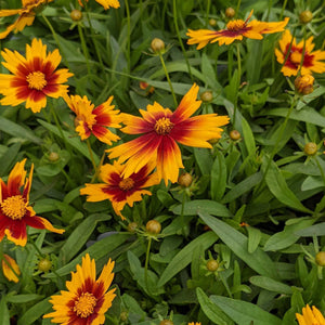 Coreopsis Gold and Bronze