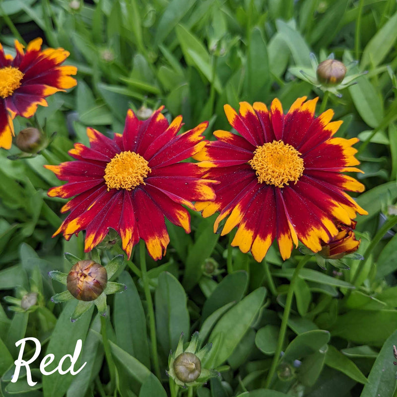 coreopsis uptick red flower with yellow margin