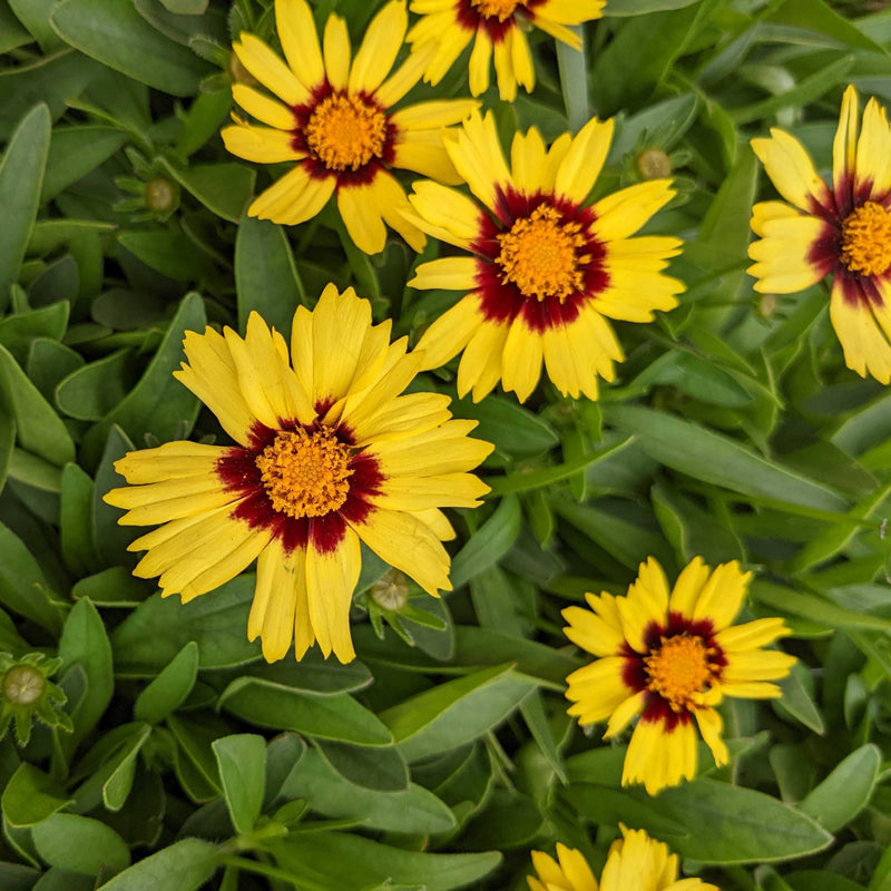 Coreopsis Uptick Yellow and Red flower - Yellow with Red Halo